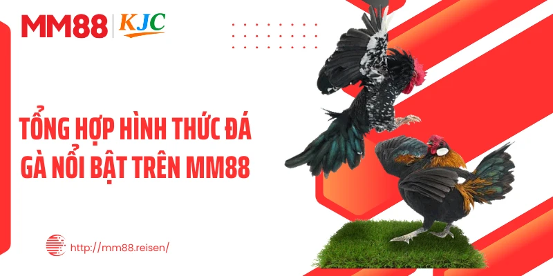 Tổng hợp hình thức đá gà nổi bật trên MM88