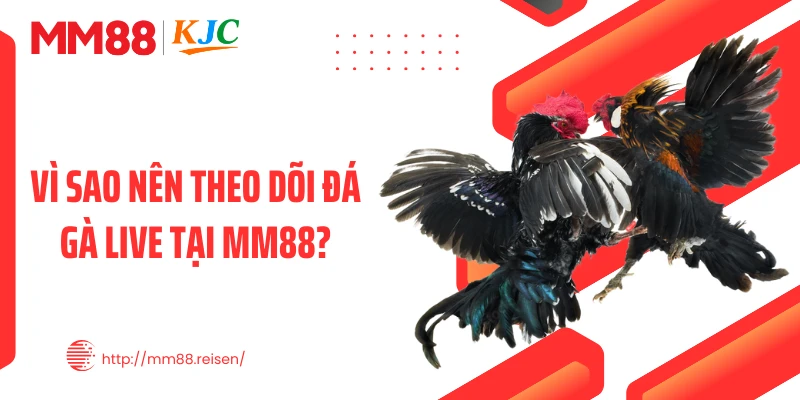 Vì sao nên theo dõi đá gà live tại MM88?